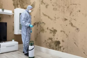 mold removal