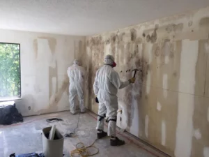 mold removal