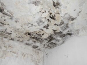 mold removal