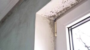 mold removal