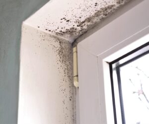 mold removal