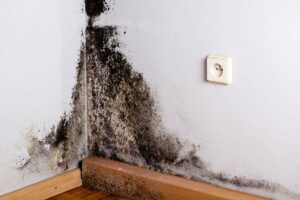 mold removal