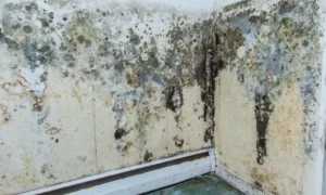 mold removal