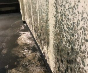 mold removal